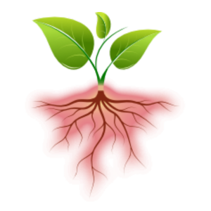 MAYOR DISPONIBILIDAD Y ABSORCIÓN DE NUTRIENTES. Catalizador de captura de carbono en suelo agrícola