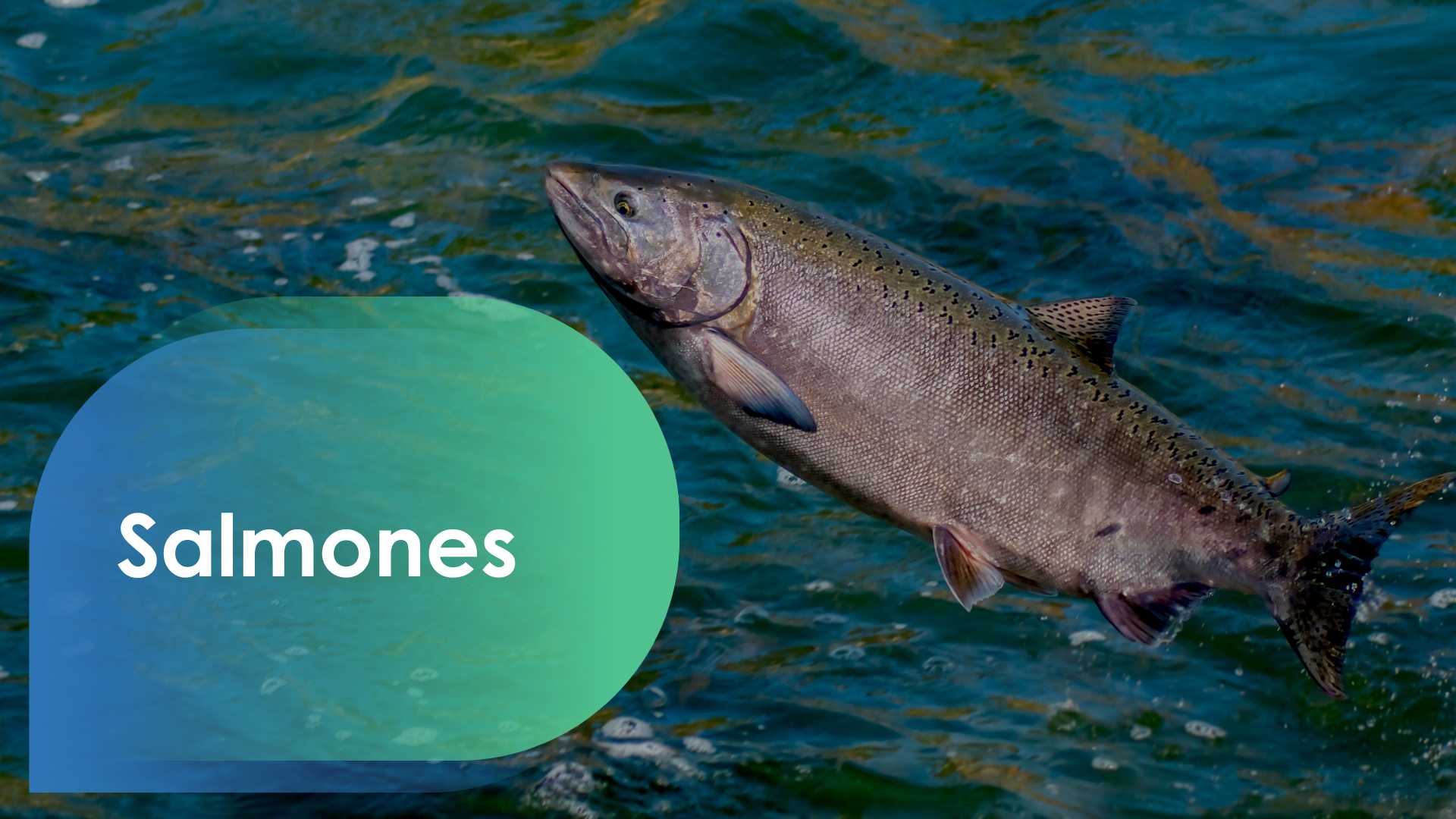 2da Masterclass Terragénesis (10) 2da Masterclass Terragénesis (6)